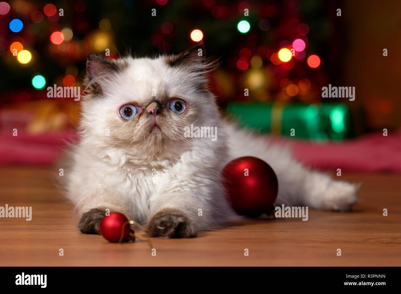 Lustige Perser Colourpoint Kätzchen ist das Spiel mit einigen Ball Ornamente vor einem Weihnachtsbaum Stockfoto