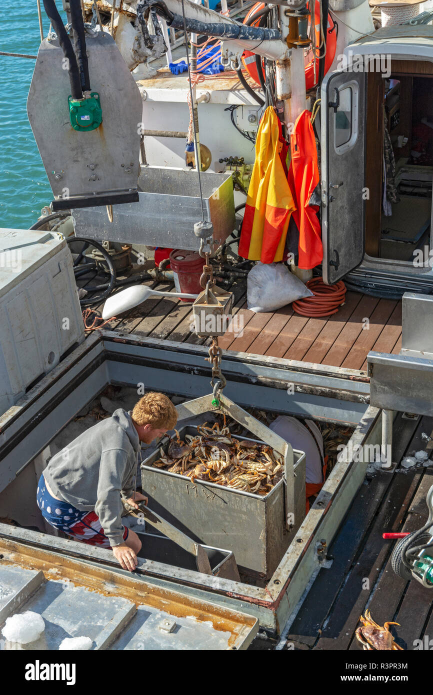 Kalifornien, Princeton - das Meer, Pillar Point Harbor, Angeln Boot entladen Metacarcinus Dungeness crab (Magister) Stockfoto