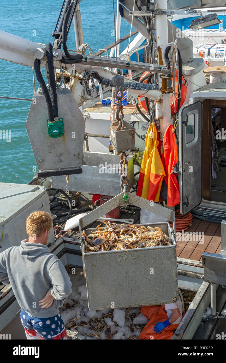 Kalifornien, Princeton - das Meer, Pillar Point Harbor, Angeln Boot entladen Metacarcinus Dungeness crab (Magister) Stockfoto