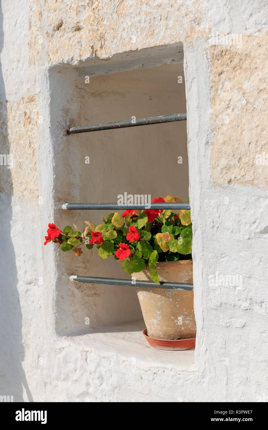 Italien, Ostuni. Nasturtiums in Fenster. Stockfoto