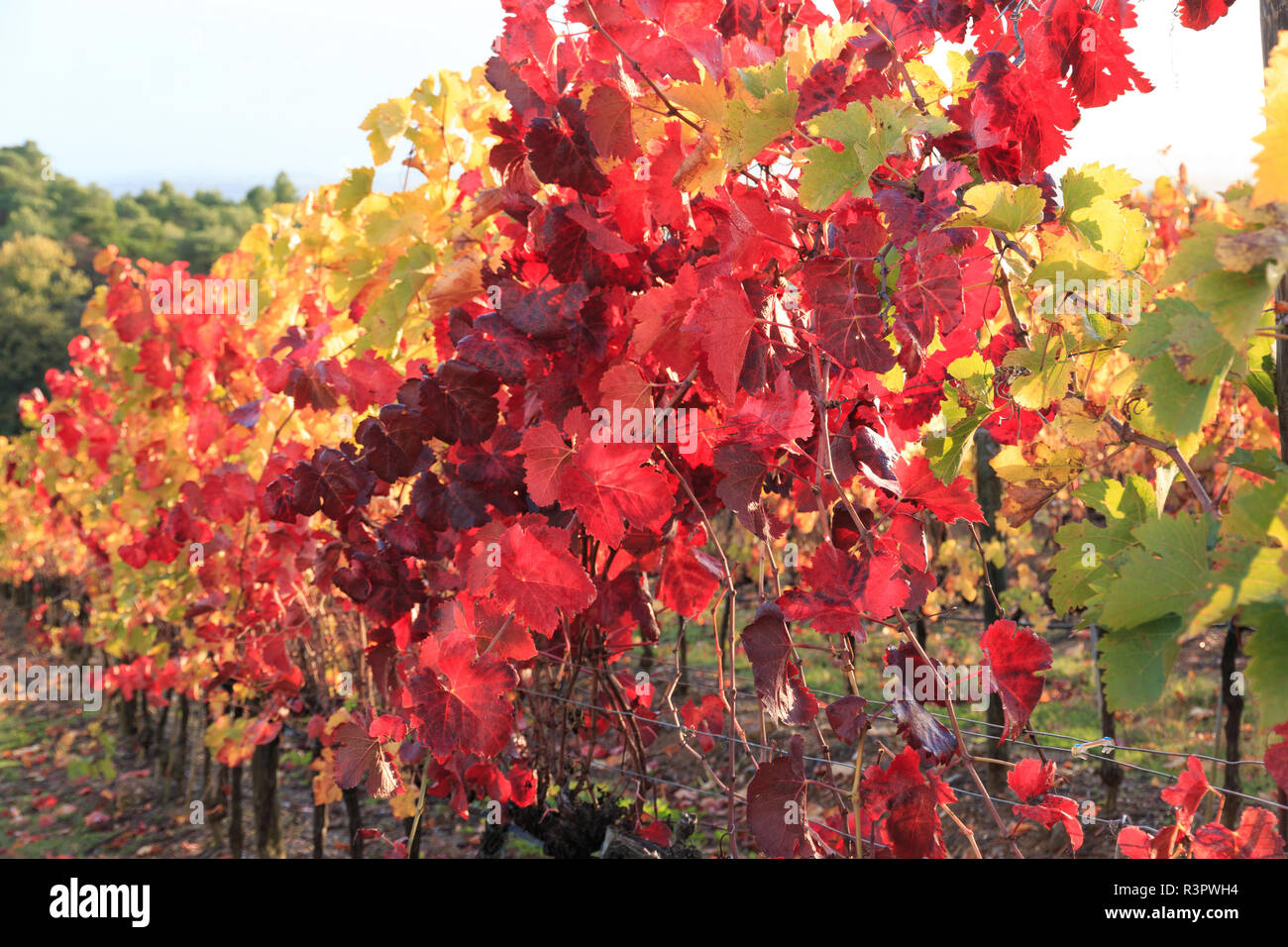 Italien, Toskana. Weinreben mit Blätter im Herbst. Stockfoto