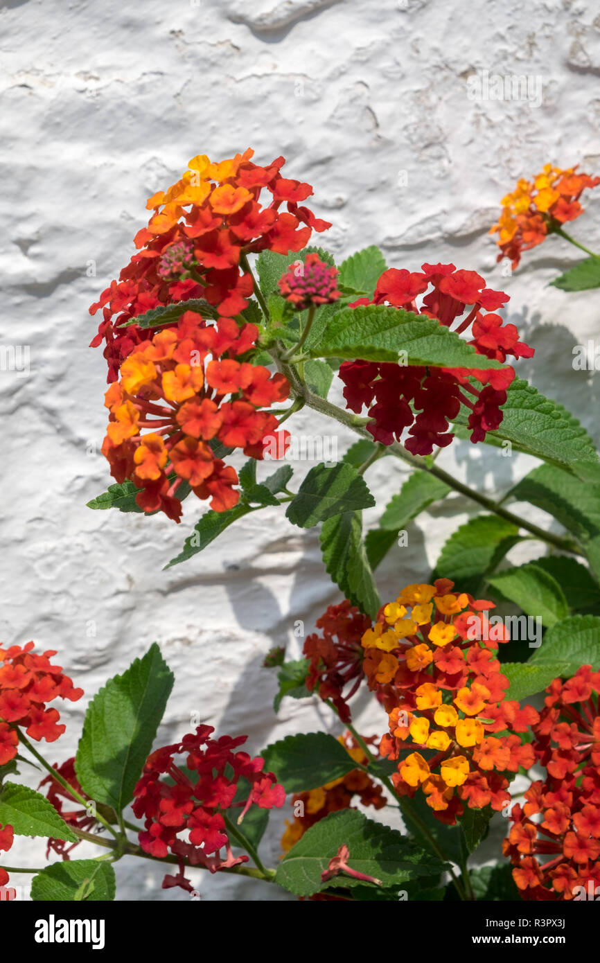 Orange Lantana camara blühende, Alberobello, Italien, Europa Stockfoto