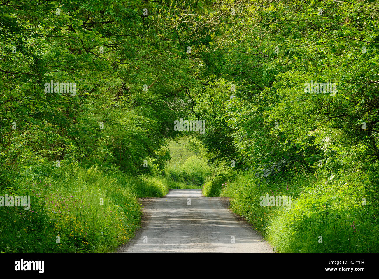 Vereinigtes Königreich, England, Cornwall, Ländliche Straße durch grünen Tunnel im Wald Stockfoto