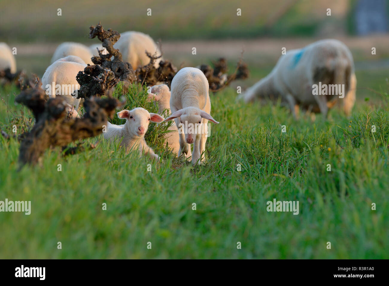 Natrliche Jten durch Schafbeweidung in einem Weinberg und natrlichen  Dnger von Tierdung, Herault, Frankreich Stockfotografie - Alamy