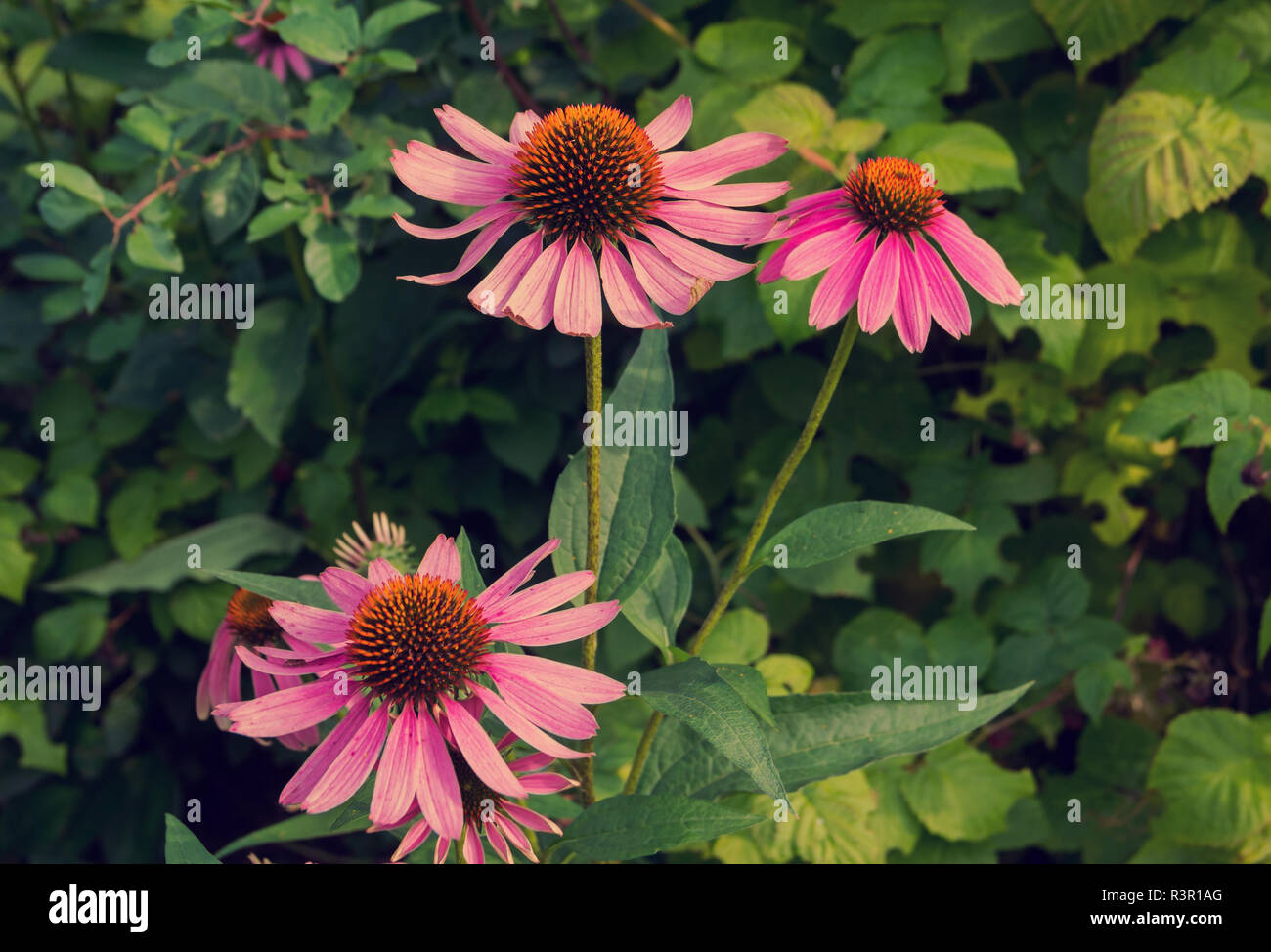 Mehrjährige Heilpflanze der Familie der Asteraceae Echinacea purpurea. Stockfoto