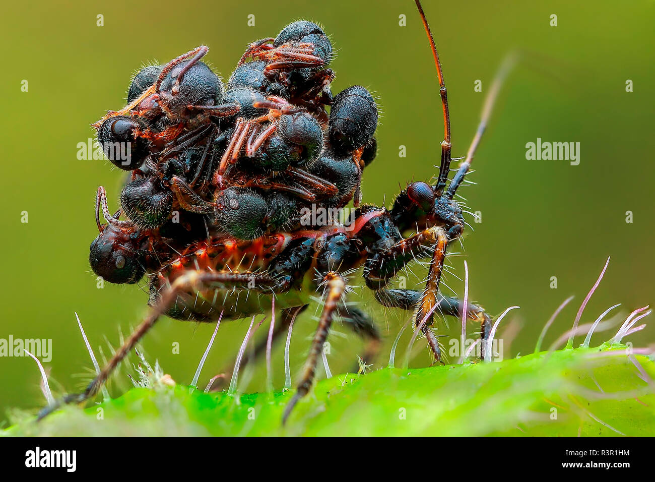 Ant Rucken assassin Bug (Acanthaspis petax) Durchführung von Leichen, die Ameisen auf dem Rücken für die Tarnung. Stockfoto