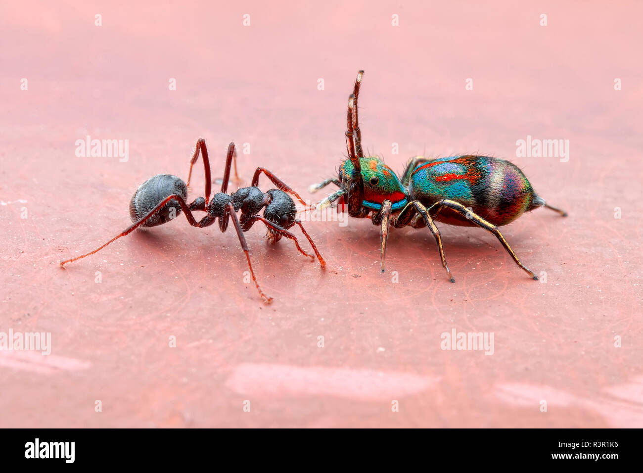 Eine weibliche jumping Spider (Siler semiglaucus) fangen, eine Ameise Dolichoderus (sp.). Stockfoto