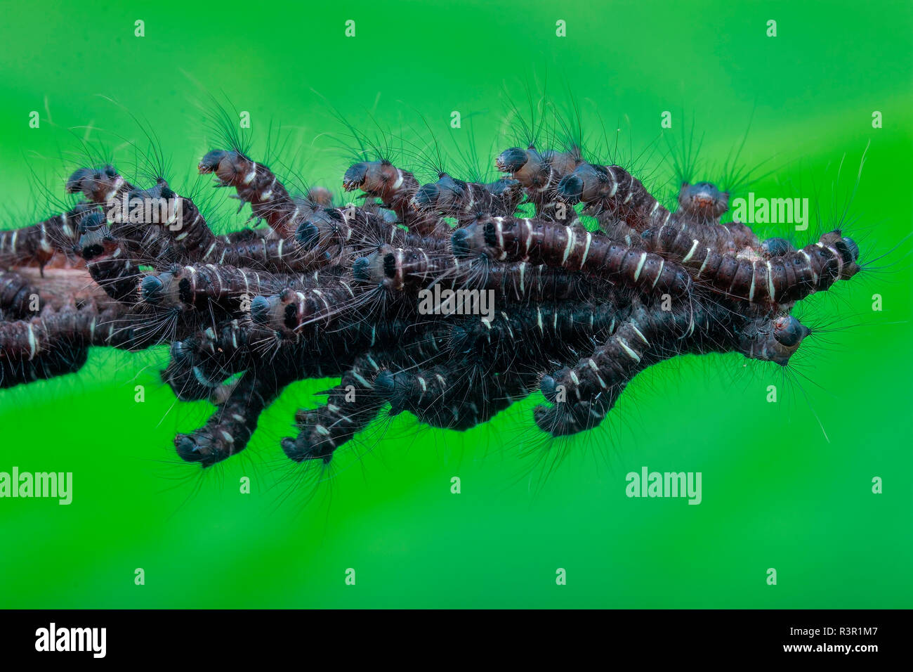 Eine Armee von Raupen auf einem toten Zweig. Stockfoto