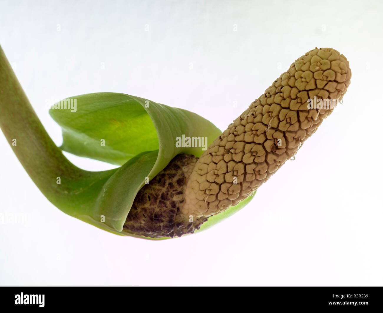 Blume mit der zimmerpflanze Aroid Palm oder Arum Farn (Zamioculcas zamiifolia) Stockfoto