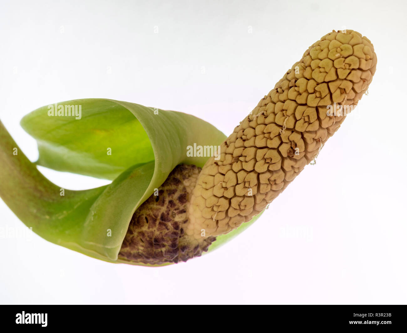 Blume mit der zimmerpflanze Aroid Palm oder Arum Farn (Zamioculcas zamiifolia) Stockfoto