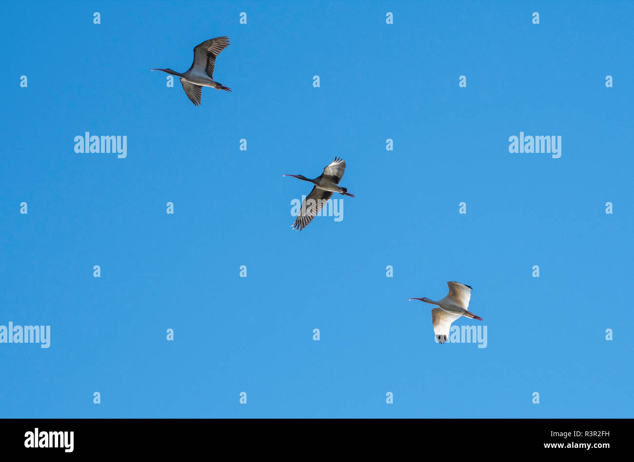 Weiße Ibisse, Eudocimus Albus, Fliegen, Overhead, gegen einen klaren, tiefblauen Himmel. Stockfoto