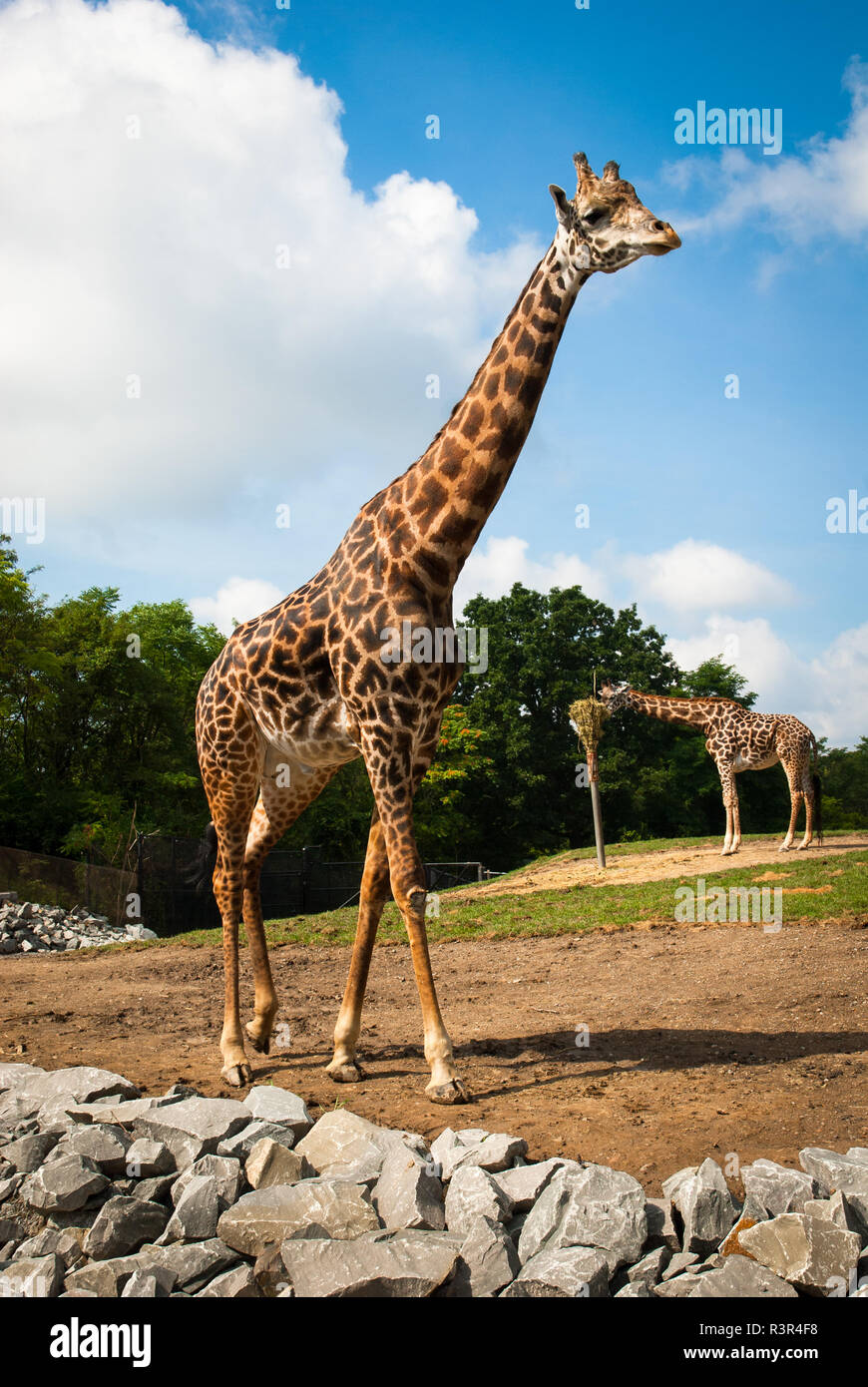 Einen Masai Giraffen, auch als der Kilimanjaro giraffe bekannt, an der Pittsburgh Zoo & PPG Aquarium, Pittsburgh, Pennsylvania, USA Stockfoto