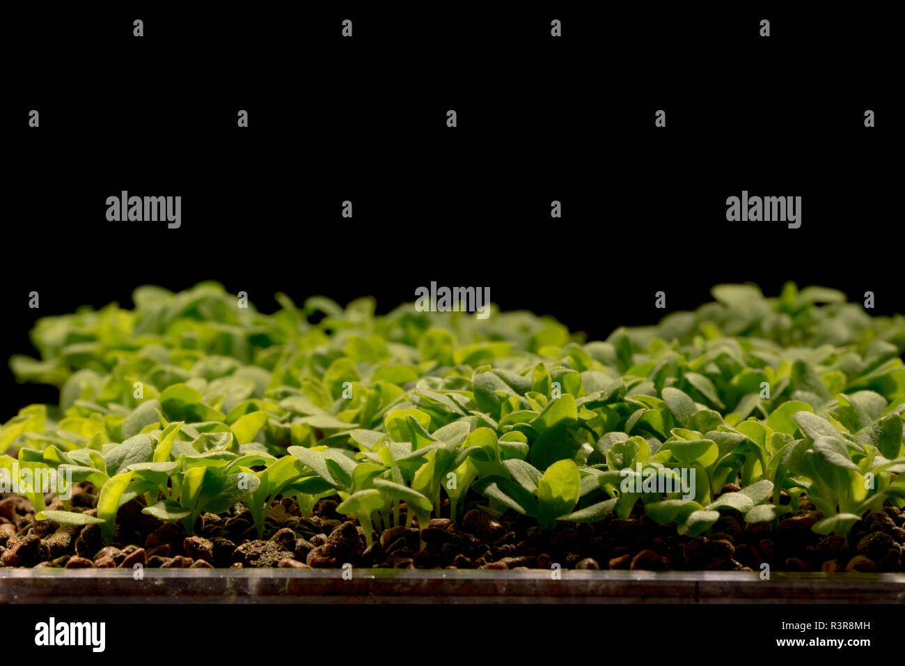 Salat Sämlinge. Stockfoto