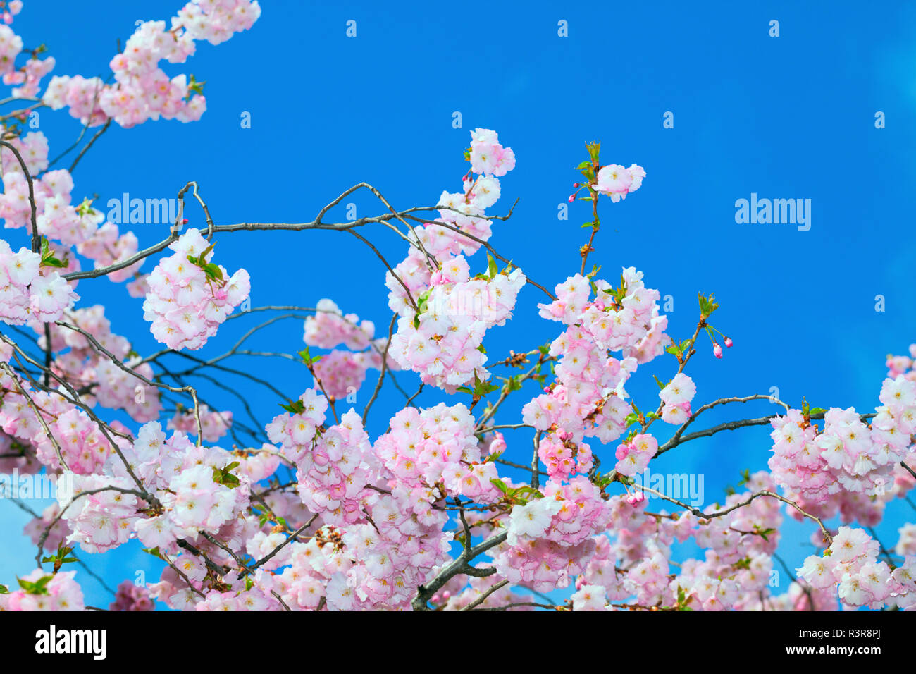 Kirschblüte. Stockfoto