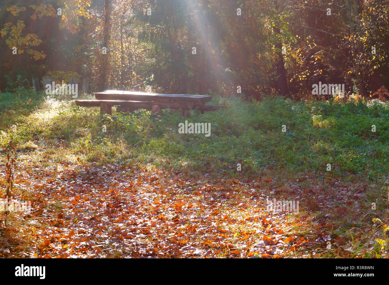 Tisch und Bank in der Sonne, ein Ort der Ruhe im Wald Stockfoto