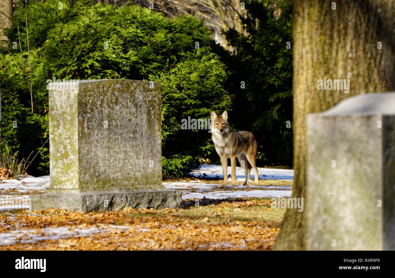 Coyote ansehen unter Tombstones im Alten Friedhof in Toronto, Ontario, Kanada. Die Namen auf den gealterten und Moos bedeckt Tombstone haben Ziffer gelöscht Stockfoto
