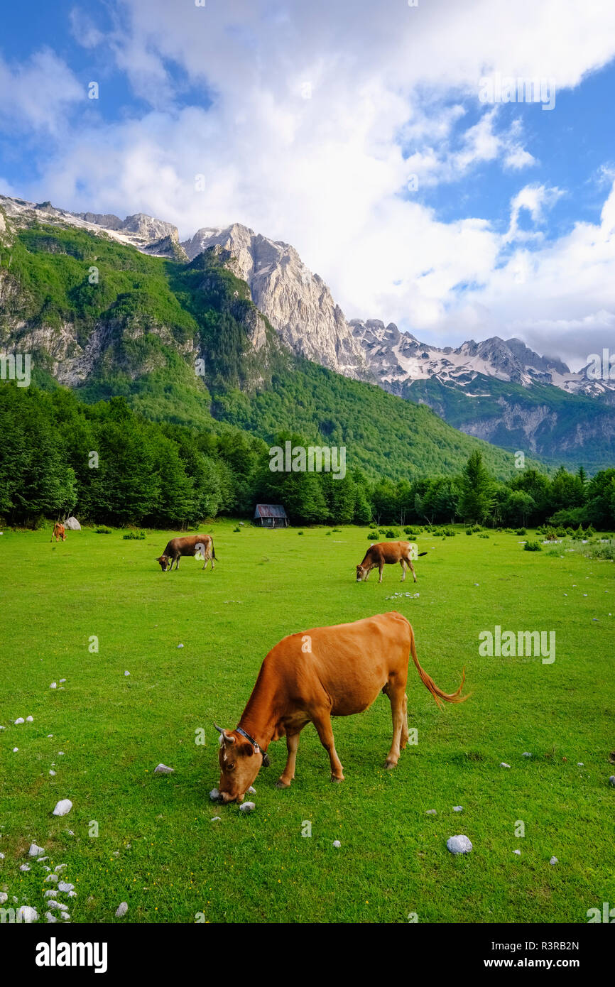Albanien Kukes County, Albanischen Alpen, Valbona Nationalpark, Kühe auf der Weide Stockfoto
