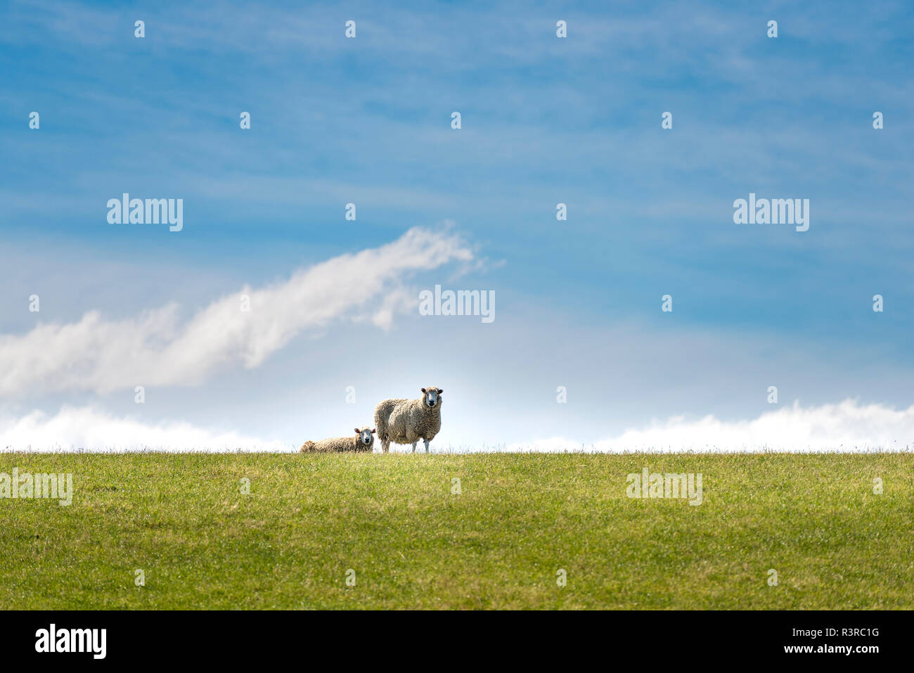 Neuseeland, Nordinsel, Schafe Stockfoto