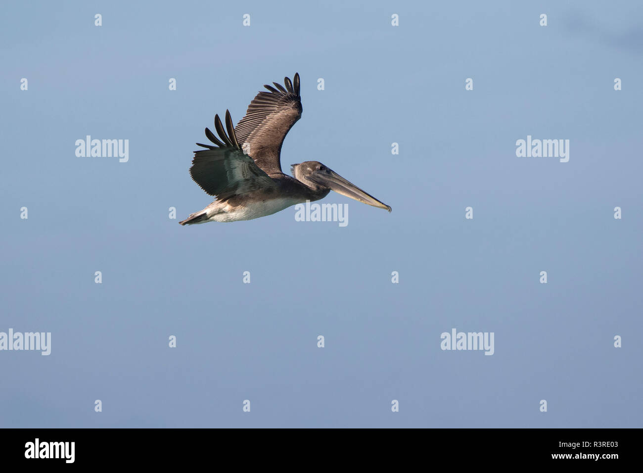 Junge Braune Pelikane, die über den Ozean an einem sonnigen Tag fliegt Stockfoto