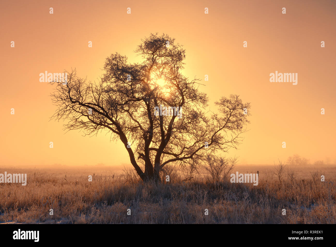 Kanada, Saskatchewan. Raureif auf Baum bei Sonnenaufgang. Stockfoto
