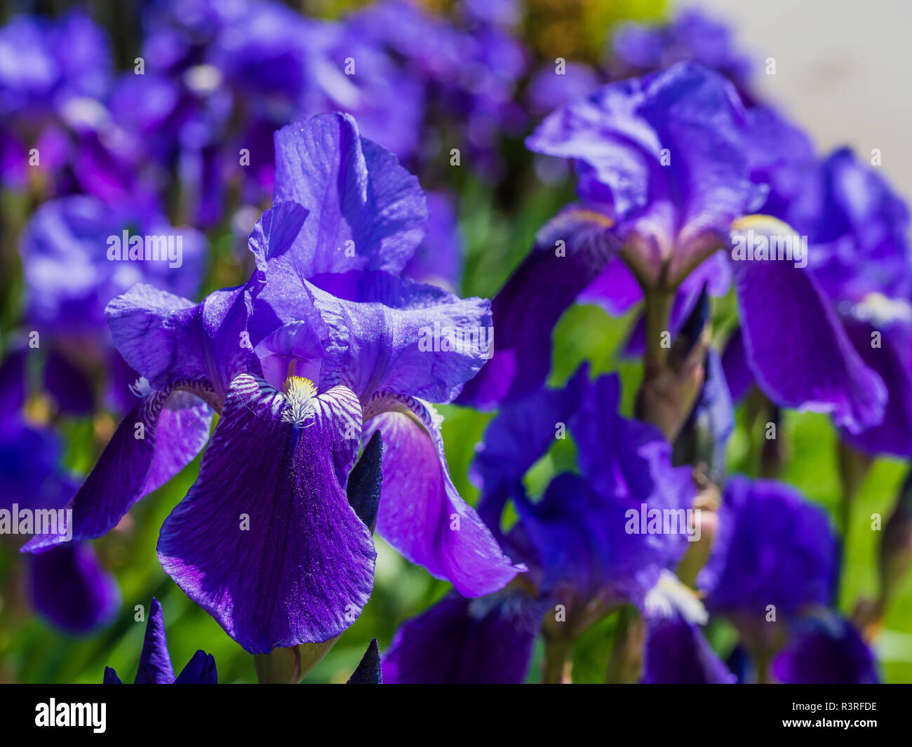 Violette Iris Blume Stockfoto