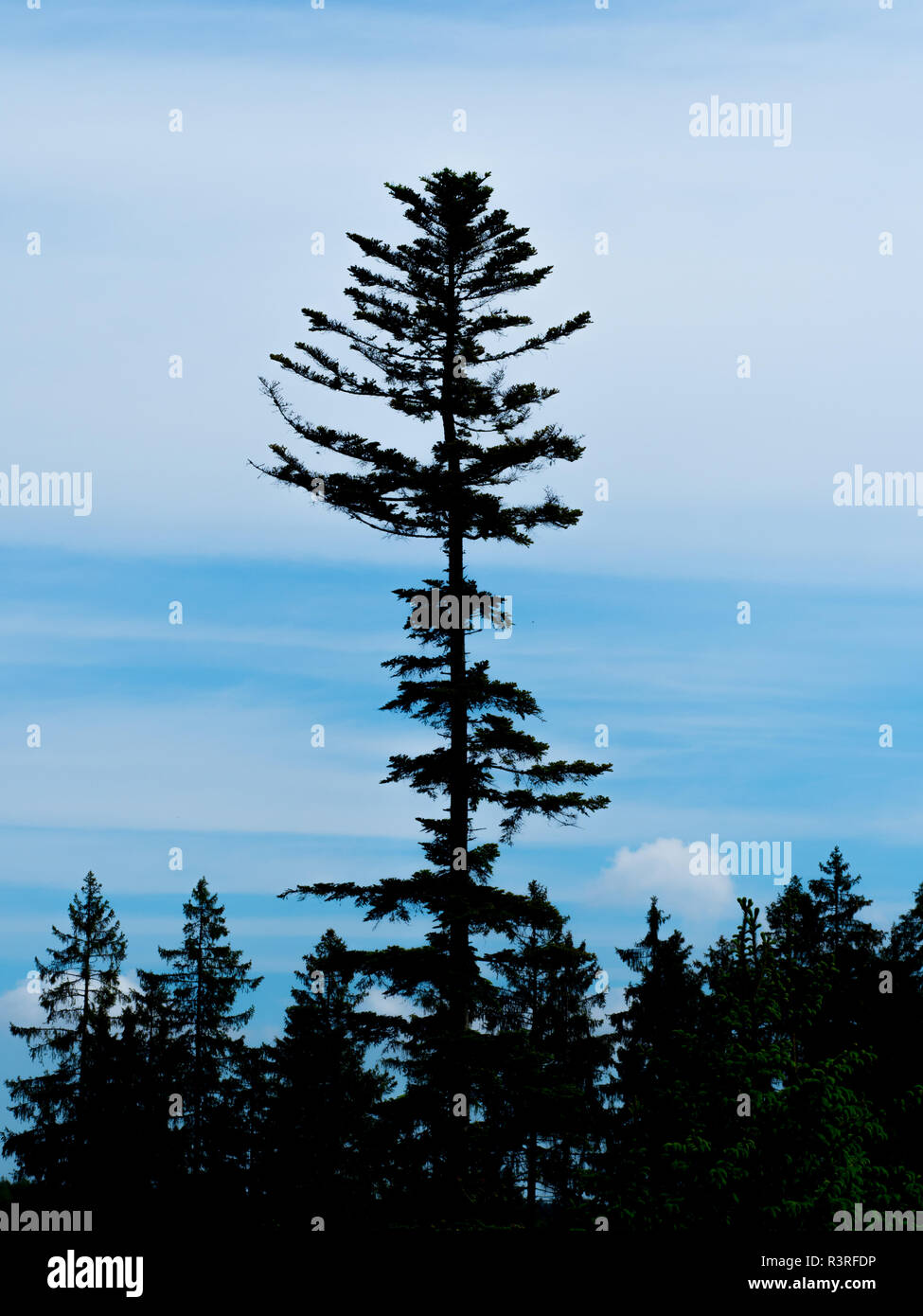 Silhouette von Nadelbäumen Stockfoto