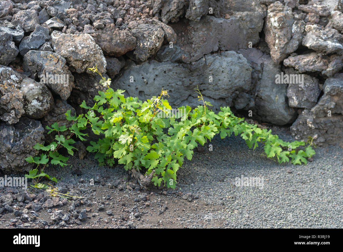 Weinpflanze in dunklen lava Boden. Insel Lanzarote, Kanarische Inseln, Spanien Stockfoto