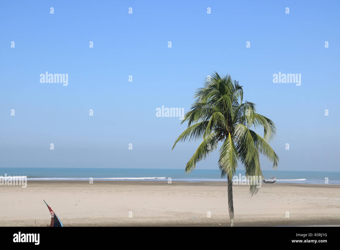 Rosa Farbe Bagan bilash Blume Stockfoto