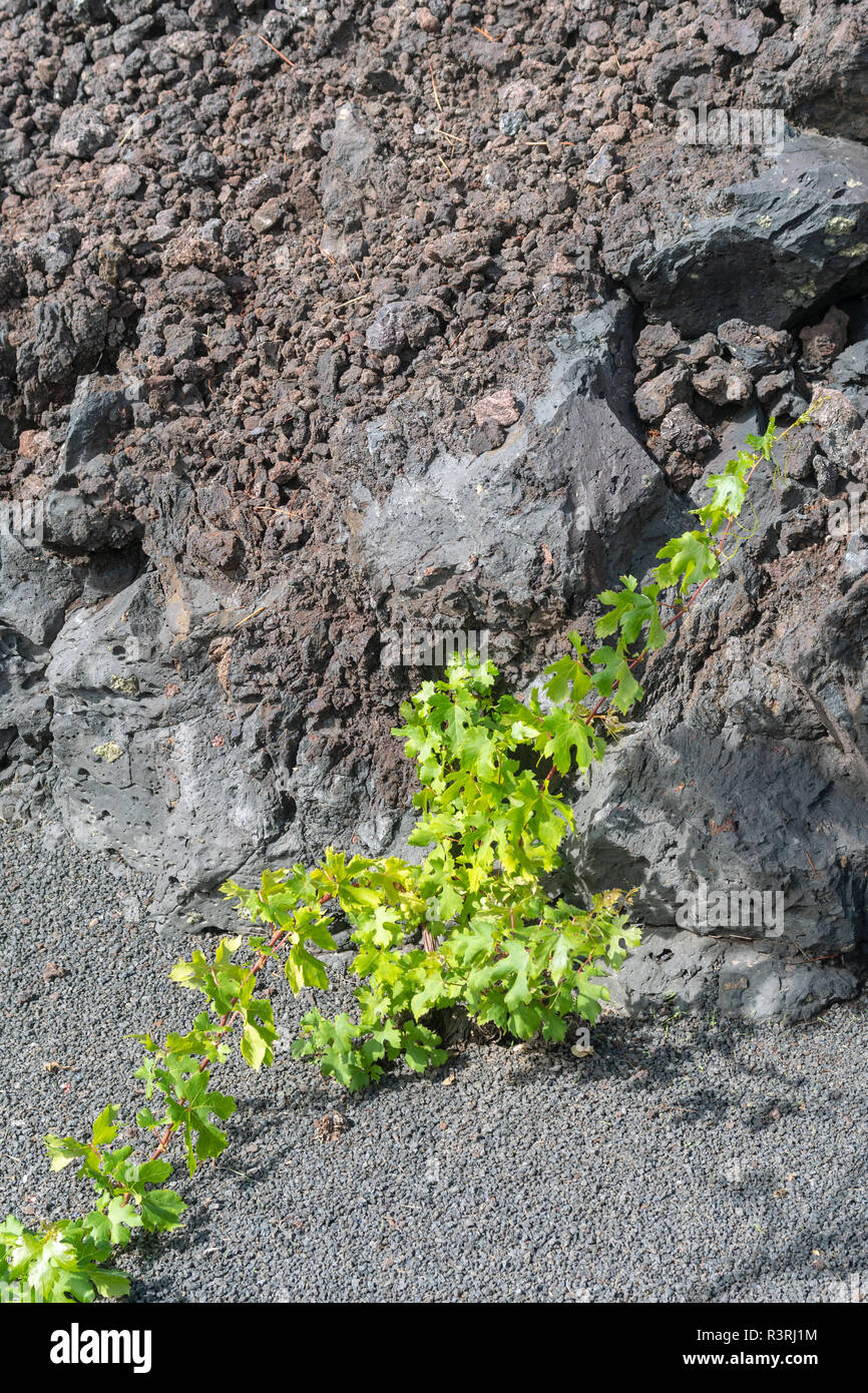 Weinpflanze in dunklen lava Boden. Insel Lanzarote, Kanarische Inseln, Spanien Stockfoto
