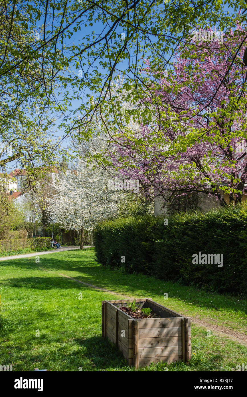 Vertikale Ansicht mit Pfad und blumenkasten der blühenden Bäume im Frühling Stockfoto