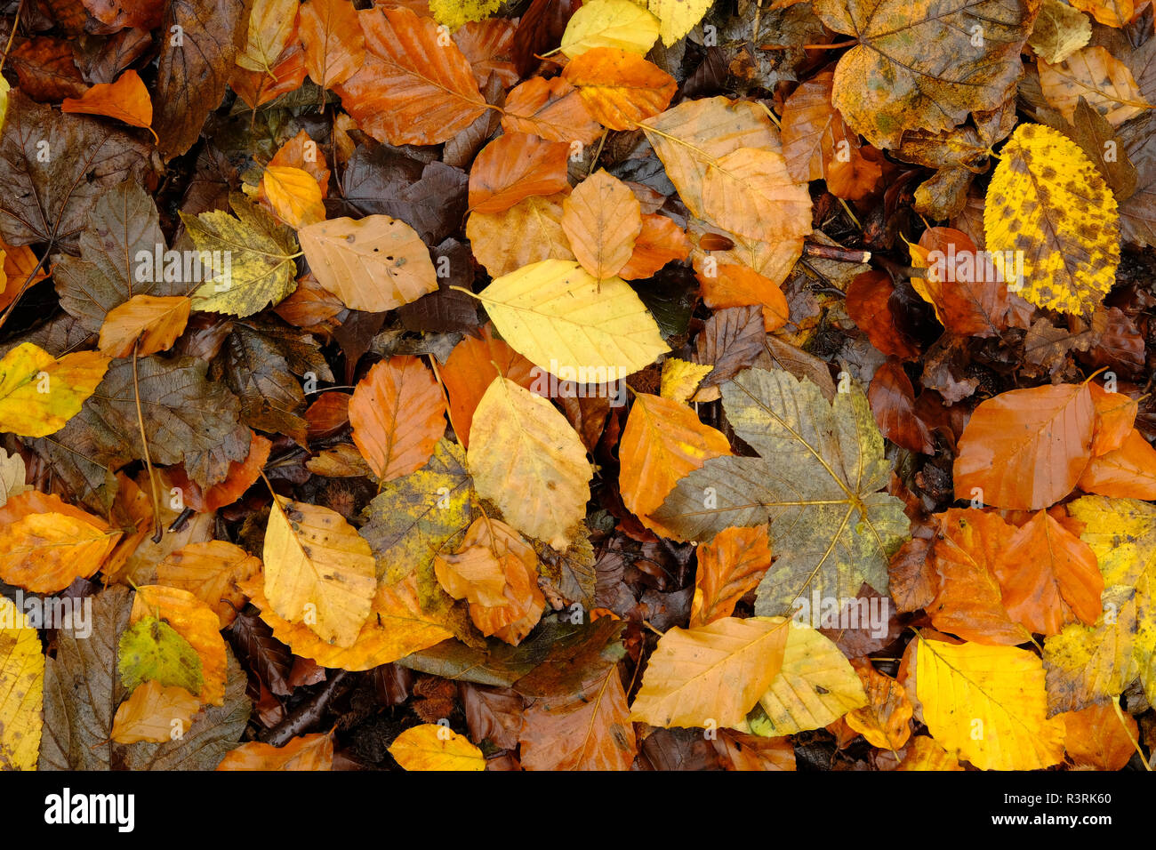 Teppich Laub im Herbst Stockfoto
