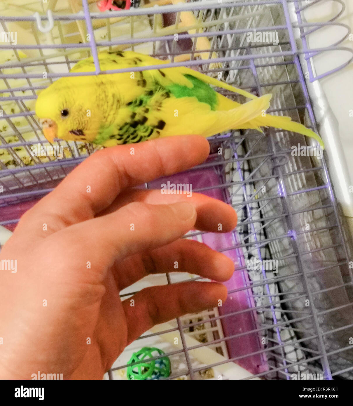 Finger der Hand in der Nähe der schönen Budgie Stockfoto