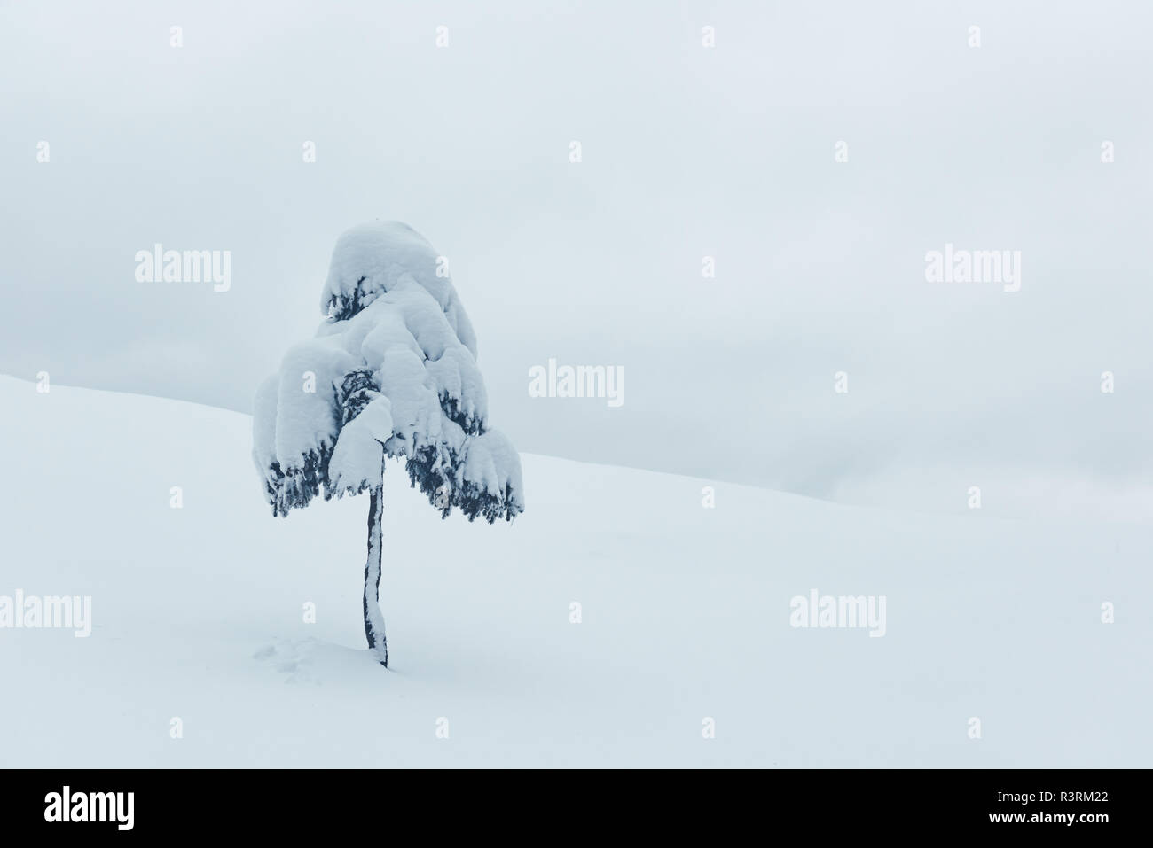 Fantastische Winterlandschaft mit allein verschneiter Baum. Karpaten, Ukraine, Europa. Weihnachten Konzept Stockfoto