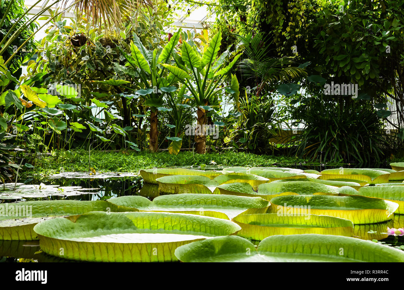 Lokale Touristen, die in der Glas- und der Santa Cruz Seerosen in der Nationalen Botanischen Garten von Meise, Flandern, Belgien Stockfoto