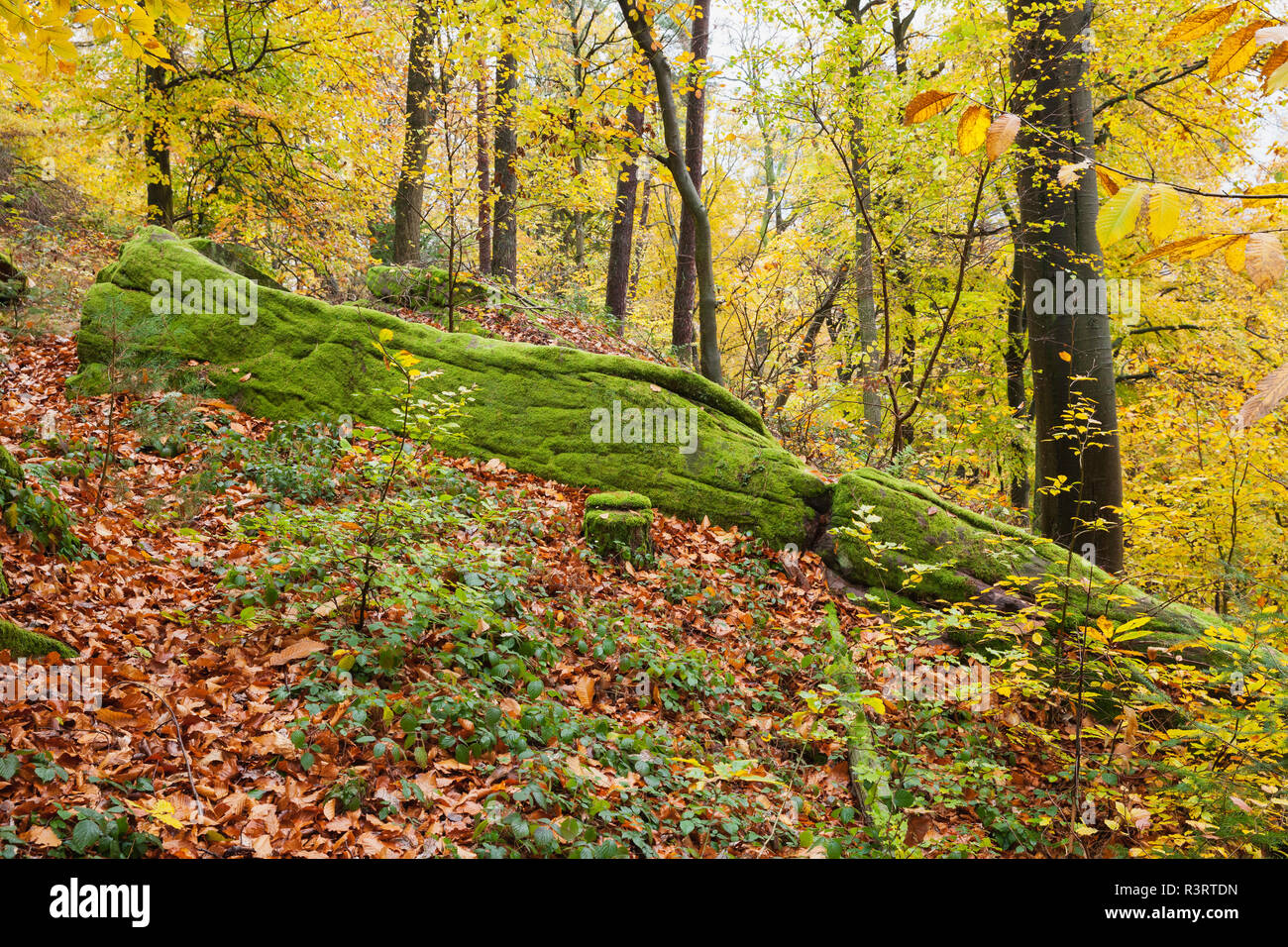 Deutschland, RheinlandPfalz, Pfälzer Wald Naturpark im Herbst