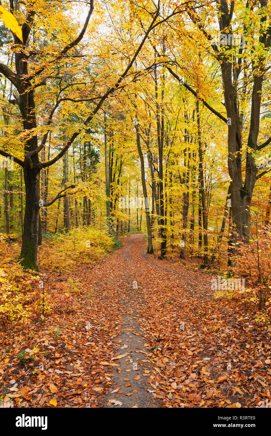 Autumn colors in woods paths -Fotos und -Bildmaterial in hoher Auflösung – Alamy