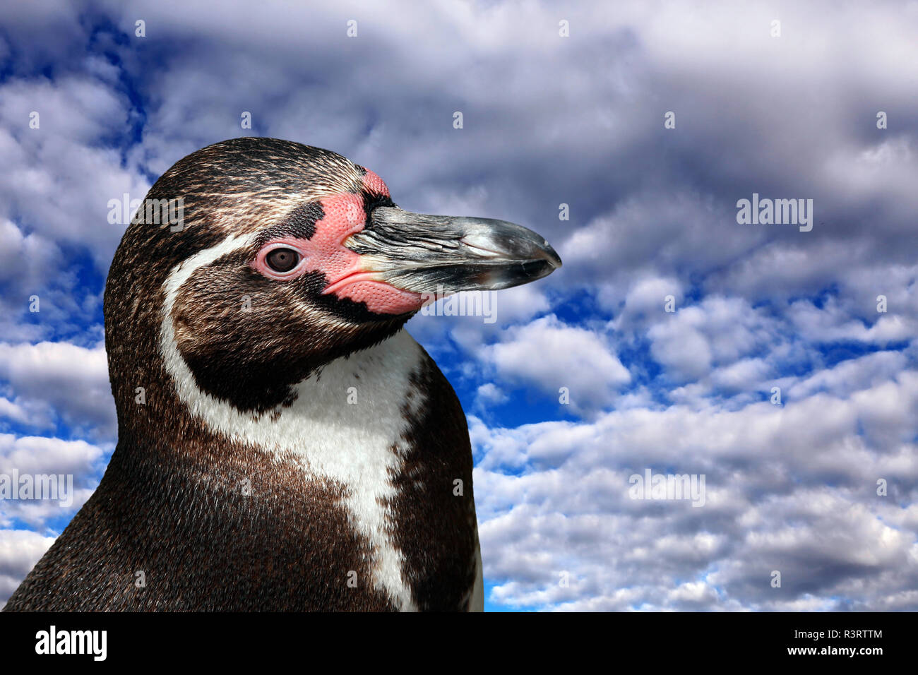 Humboldt Pinguine spheniscus Humboldti vor der blau-weißen Wolke Himmel Stockfoto