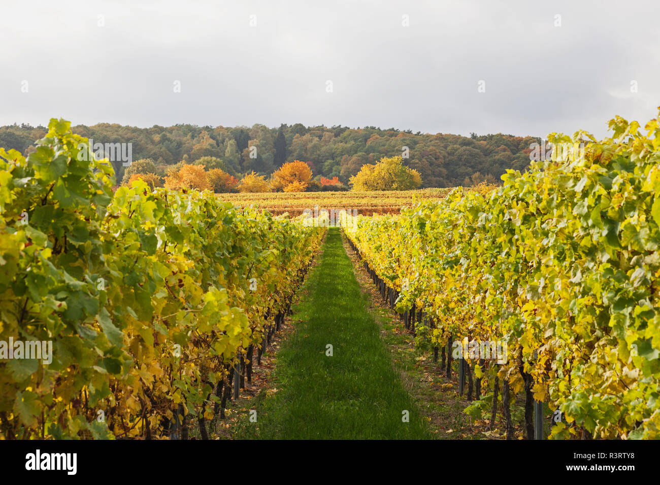 Deutschland, Rheinland-Pfalz, Weinberge im Herbst Farben, Deutsche Weinstraße Stockfoto