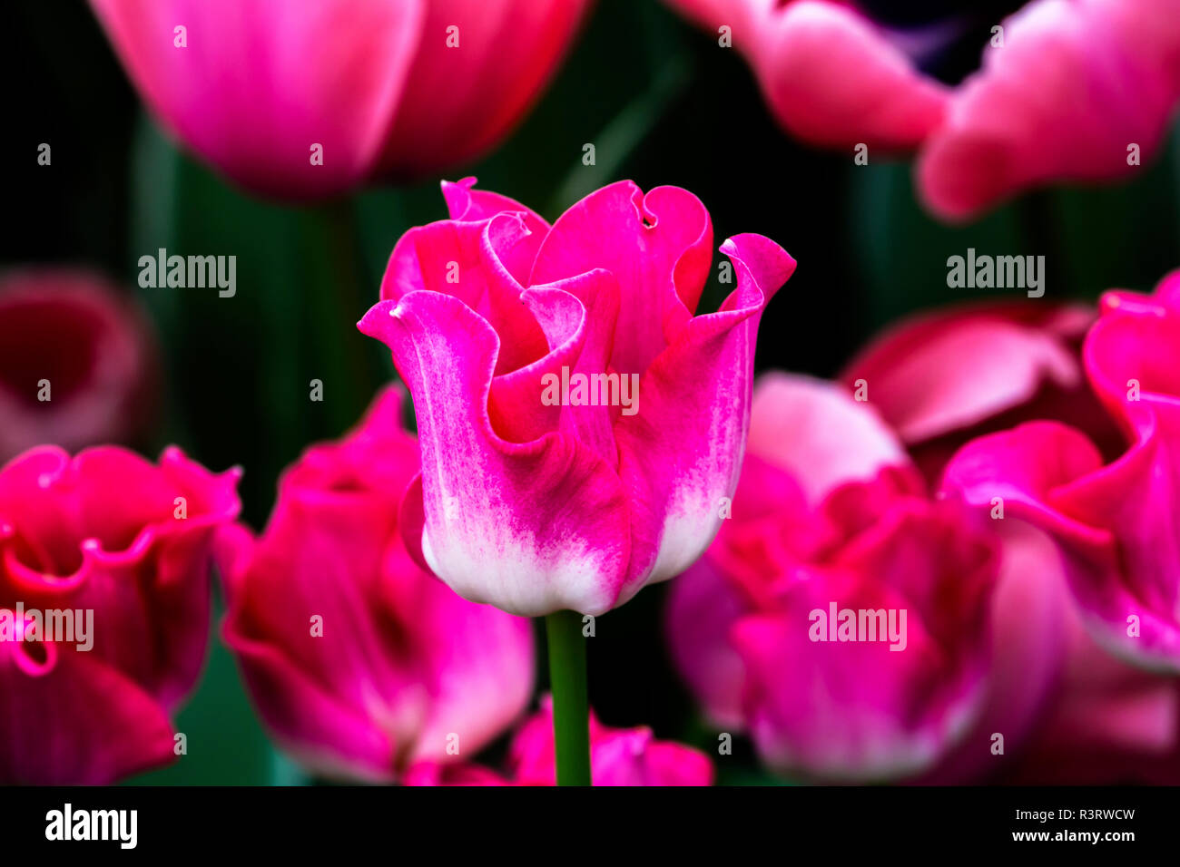 Rosa, Weiß, Fancy Tulpen Keukenhof Lisse, Holland, Niederlande. Der Garten Europas genannt Stockfoto