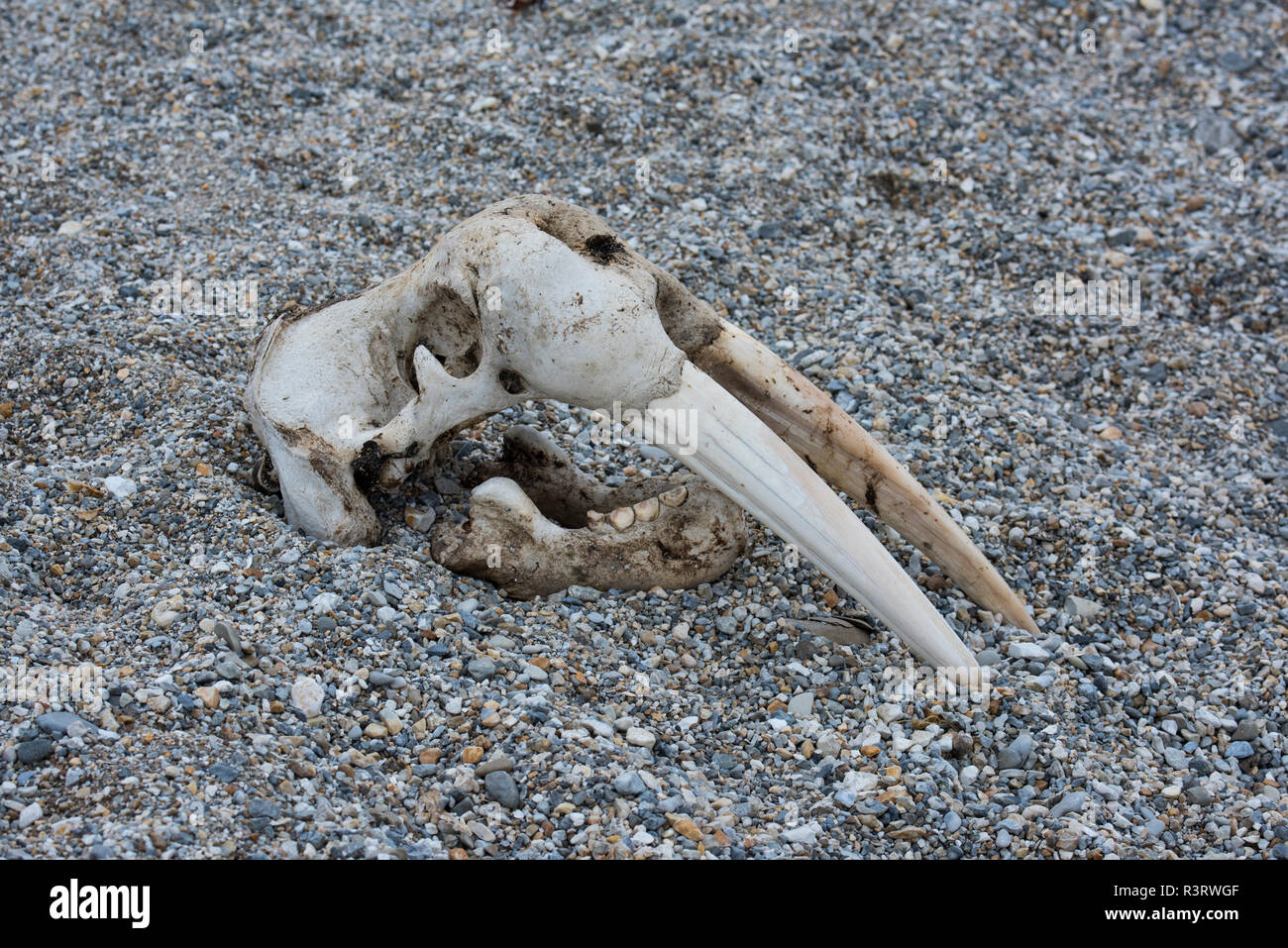 Norwegen, Spitzbergen, Nordaustlandet-Svalbard Nature Reserve, Torrellneset. Schädel eines atlantischen Walross (Odobenus rosmarus rosmarus) Stockfoto