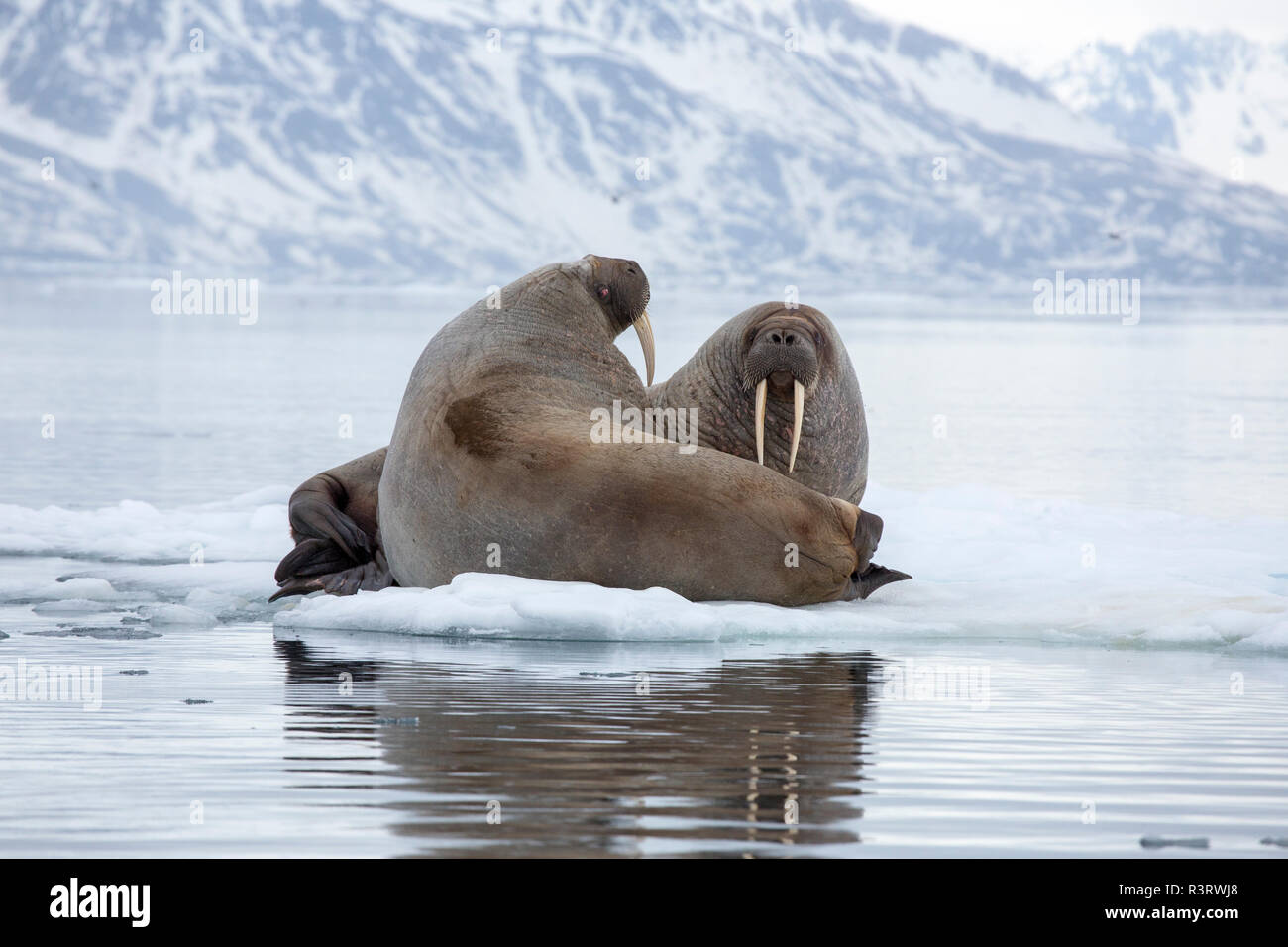 Arktis, Norwegen, Spitzbergen. Walrosse ruhen auf dem Packeis Stockfoto