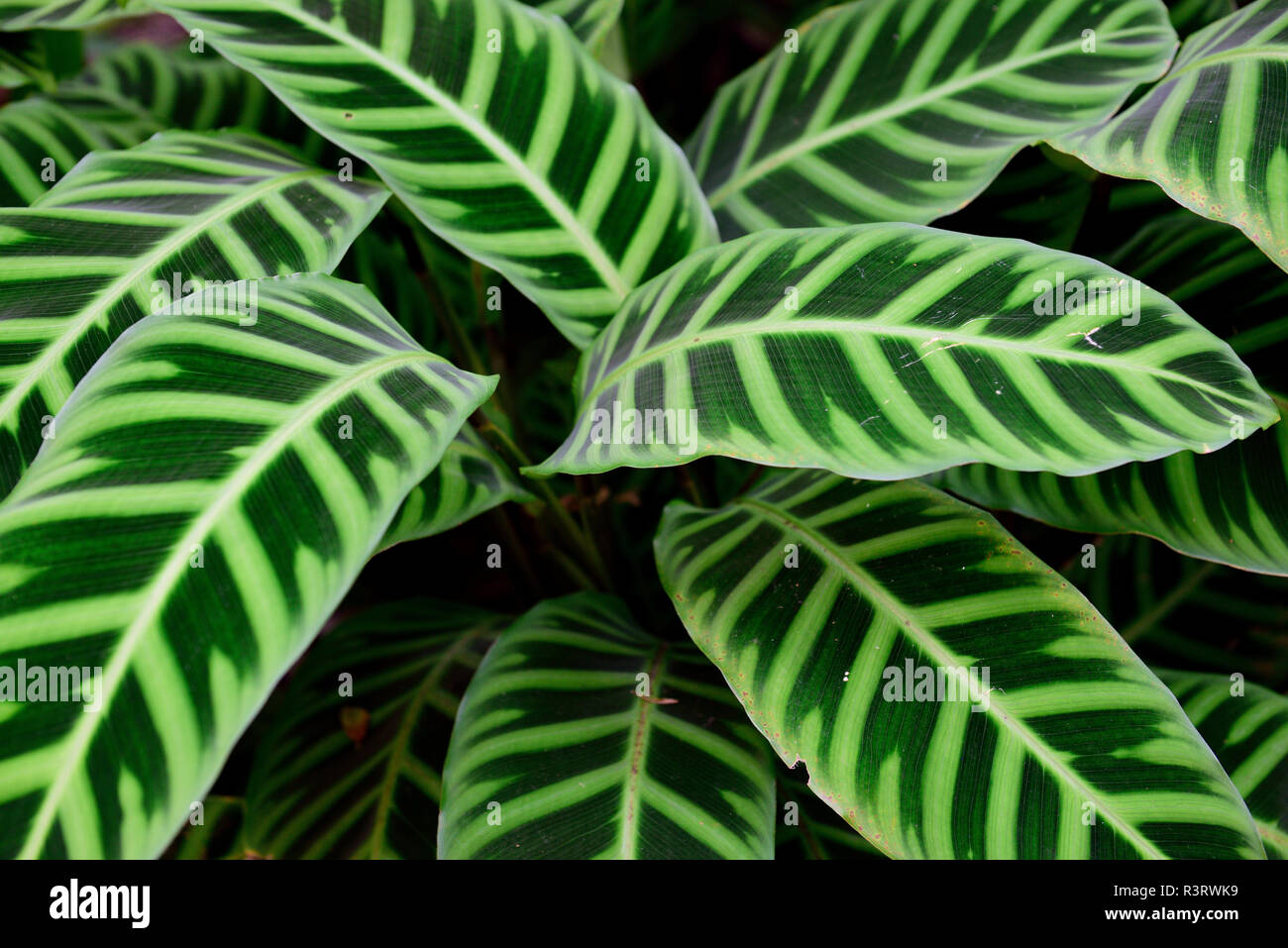 Grün gestreifte Calathea-Pflanze oder Zebra-Pflanze mit einzigartigen Blattmustern in den Anden von Kolumbien, Südamerika Stockfoto