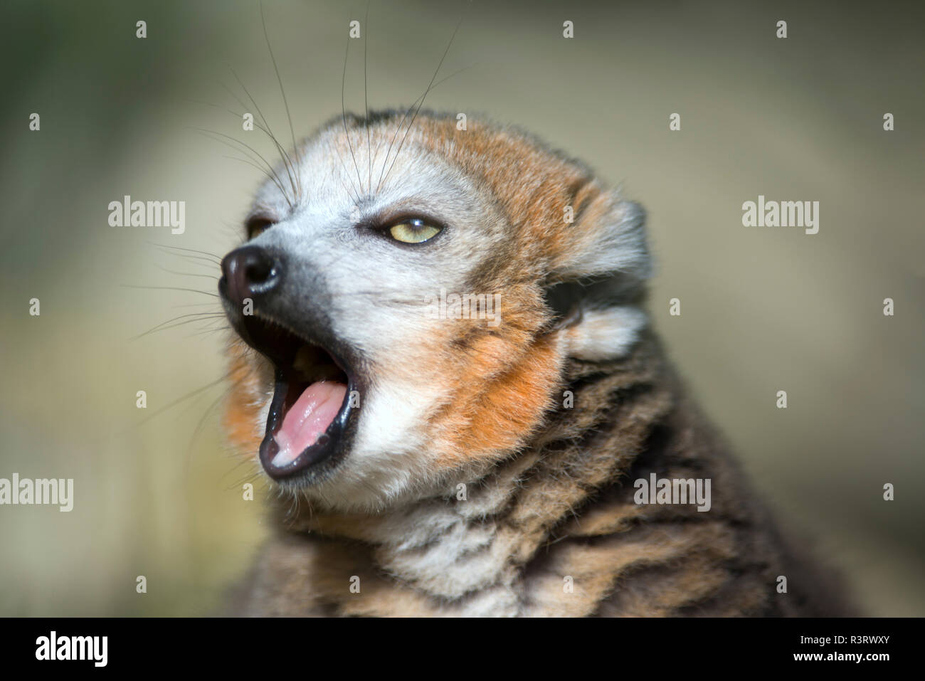 Portrait von Gähnen gekrönt Lemur Stockfoto