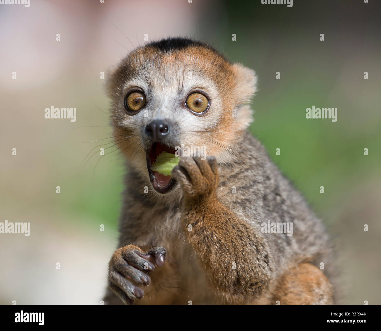 Portrait von Essen gekrönt lemur mit offenen Augen Stockfoto