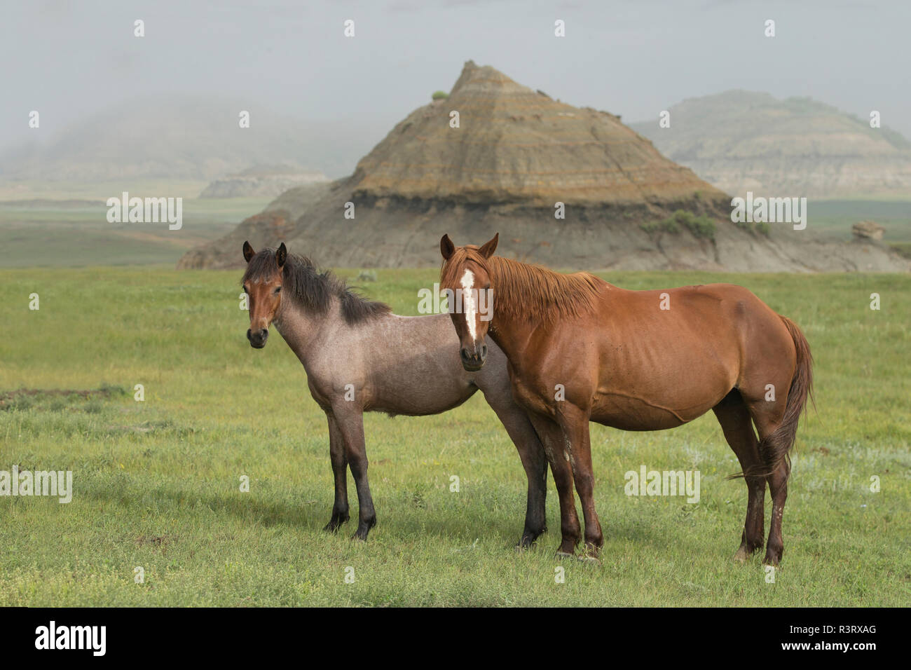Wild (Wild) Pferd, Theodore Roosevelt National Park. Nebeliger morgen. Ist dieser Punkin mit Ihr stutfohlen (Anna) im Dezember Geboren? Stockfoto