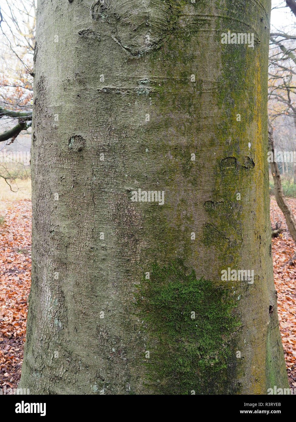 Gemeinsame Buche, Fagus sylvatica, in der Nähe der Rinde, Warwickshire, November 2018 Stockfoto