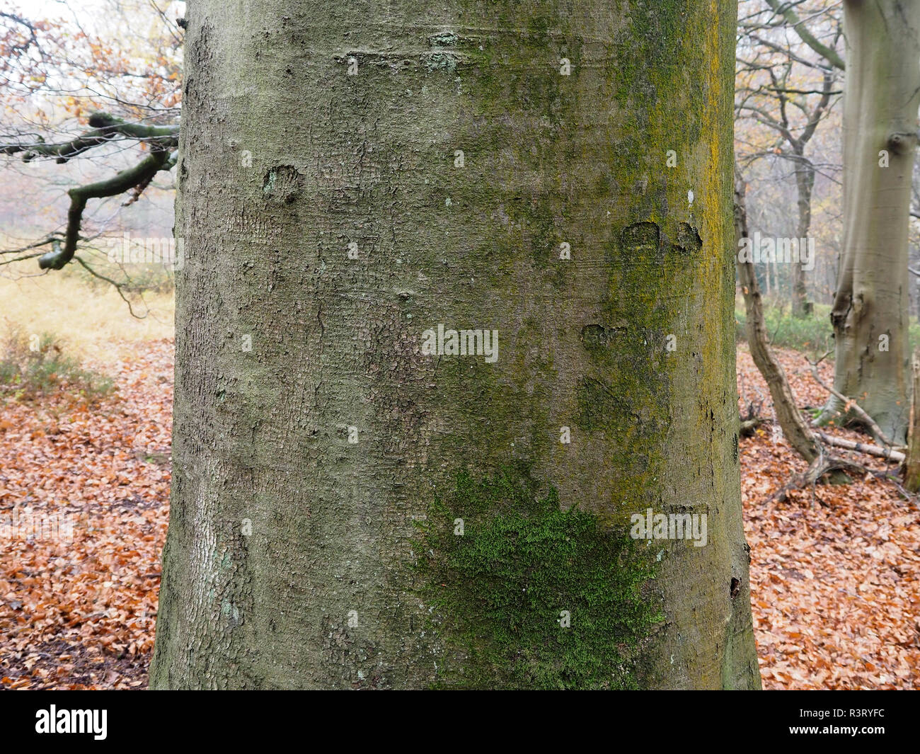 Gemeinsame Buche, Fagus sylvatica, in der Nähe der Rinde, Warwickshire, November 2018 Stockfoto
