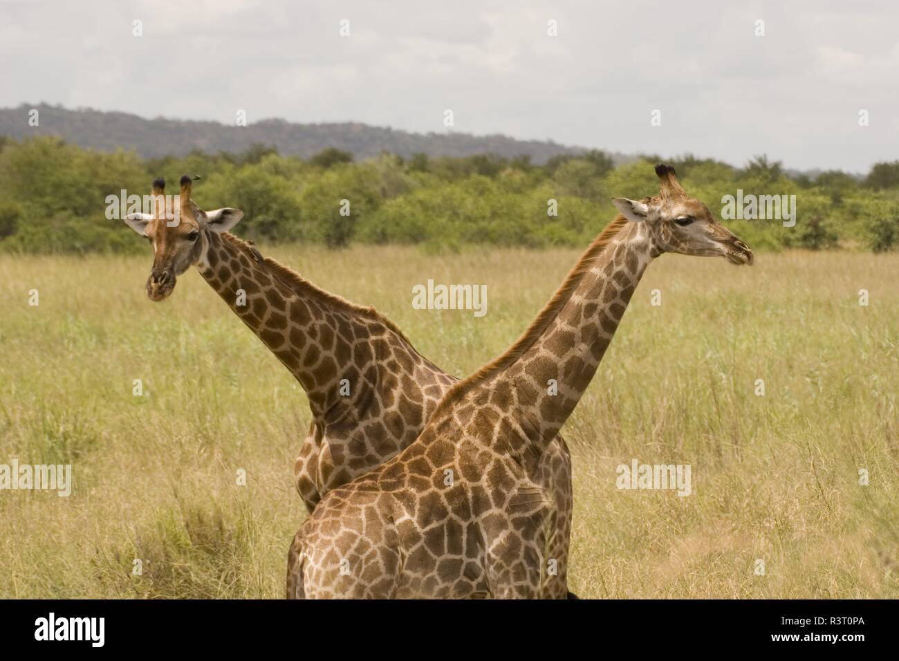 Giraffen im Krüger Nationalpark, Südafrika, umwerben Stockfoto