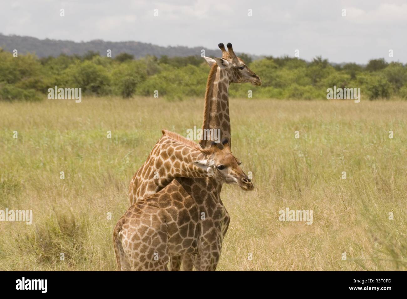 Giraffen im Krüger Nationalpark, Südafrika, umwerben Stockfoto