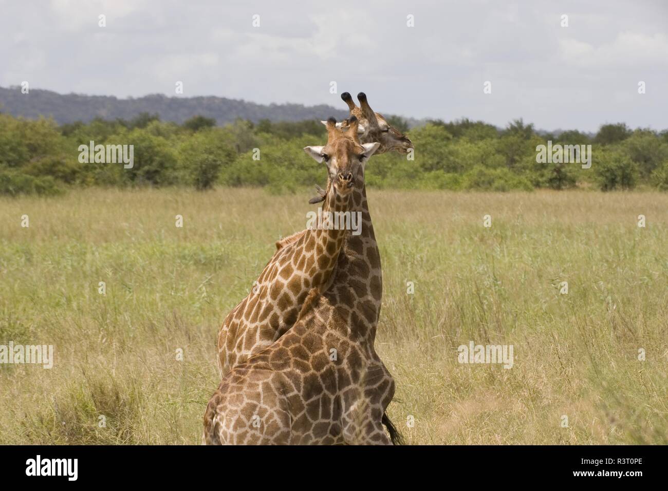 Giraffen im Krüger Nationalpark, Südafrika, umwerben Stockfoto